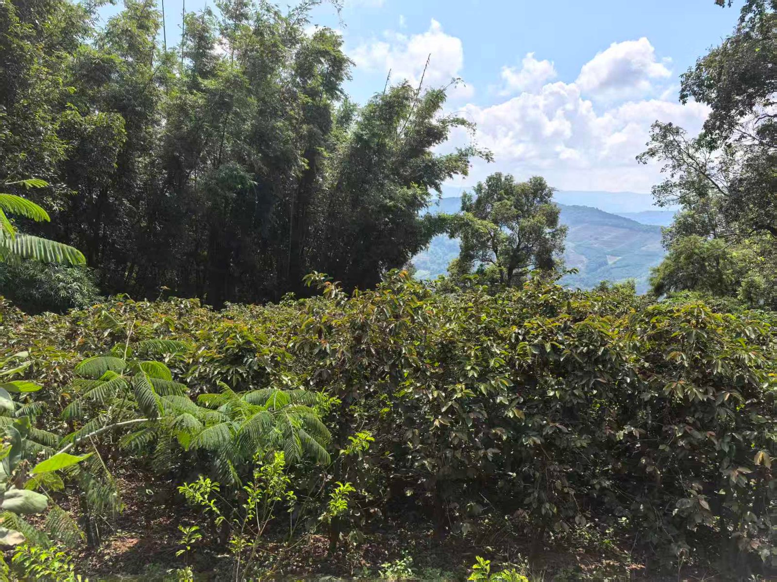 xishuangbanna-yunlan